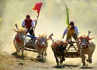 mekepung adalah khas desa banyubiru